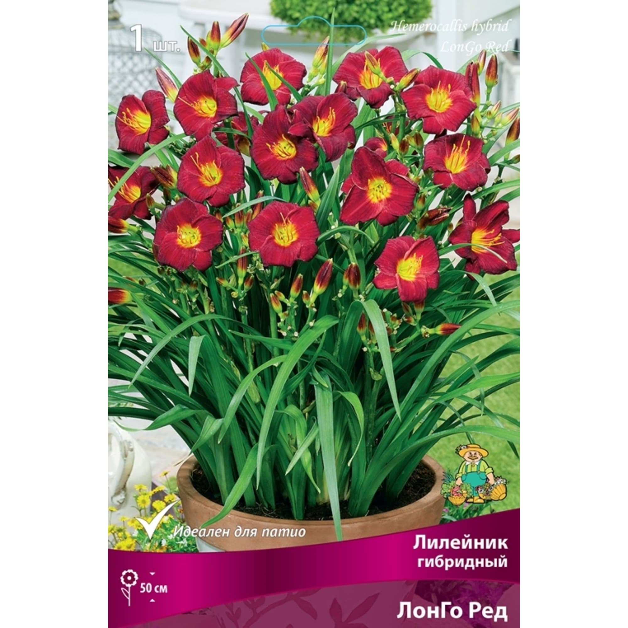 83597566 Лилейник гибридный Лонго Ред луковица I Santreyd 