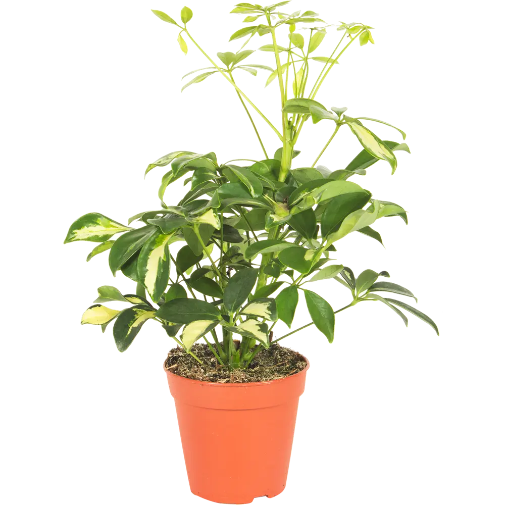 Santreyd Шеффлера Герда — декоративное дерево с пестрой листвой 15745363 STLM-0006289