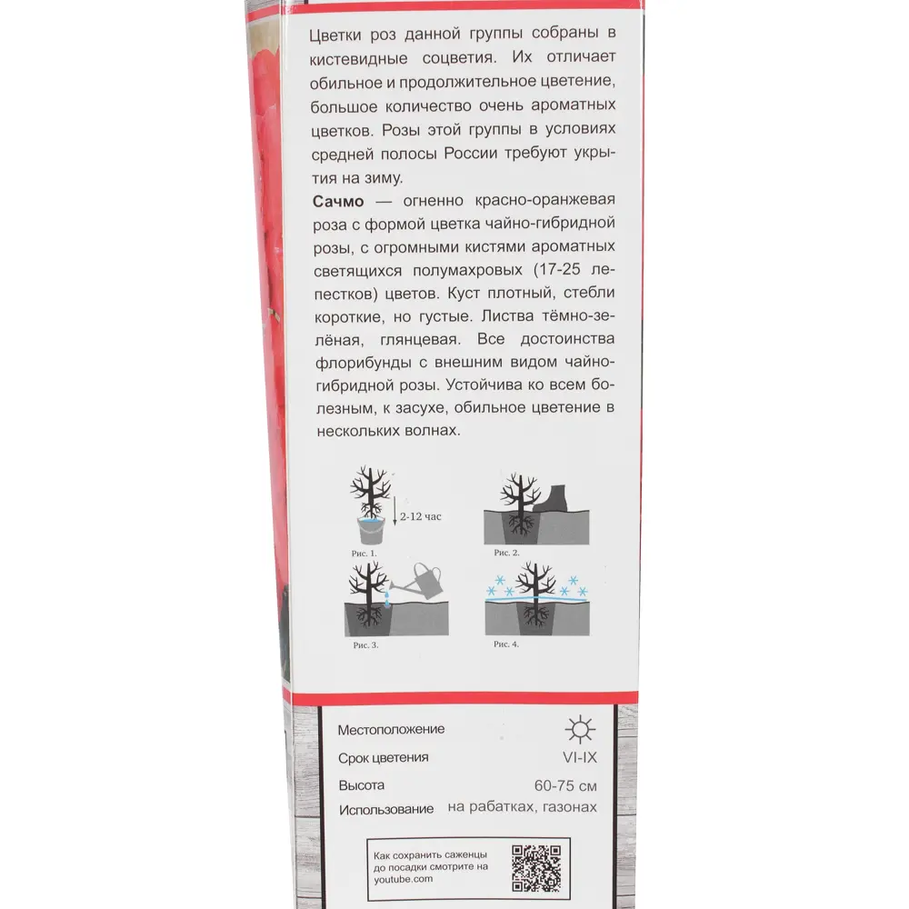 Роза флорибунда Сачмо в тубе Поиск Инвест 81951225 STLM-2024558 Santreyd  - Вид №2