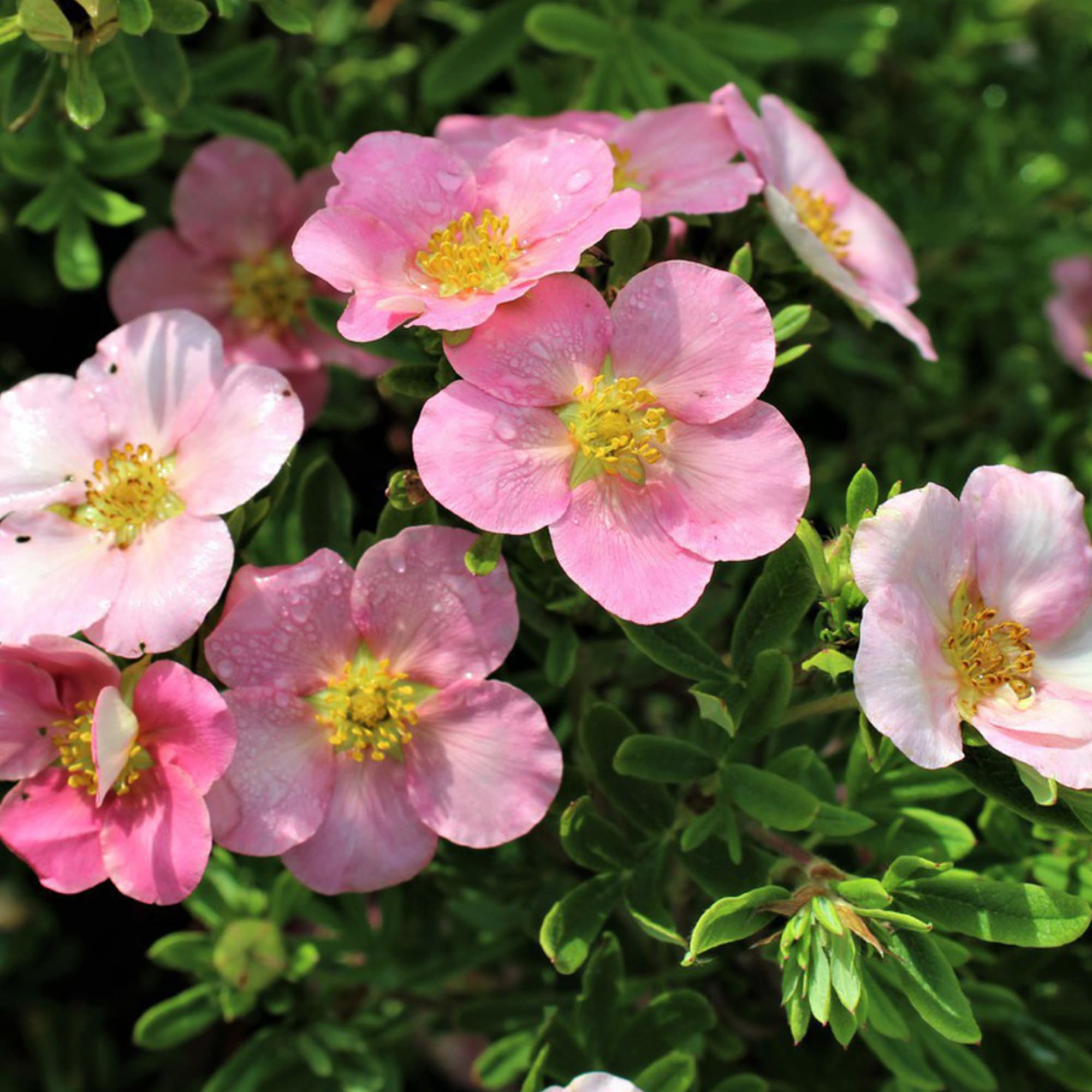 82237740 Лапчатка кустарниковая «Лавли Пинк» С2 30 см Santreyd  - Вид №1