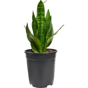 Santreyd Сансевиерия Лауренти — изящный тещин язык с контрастной каймой 83590752