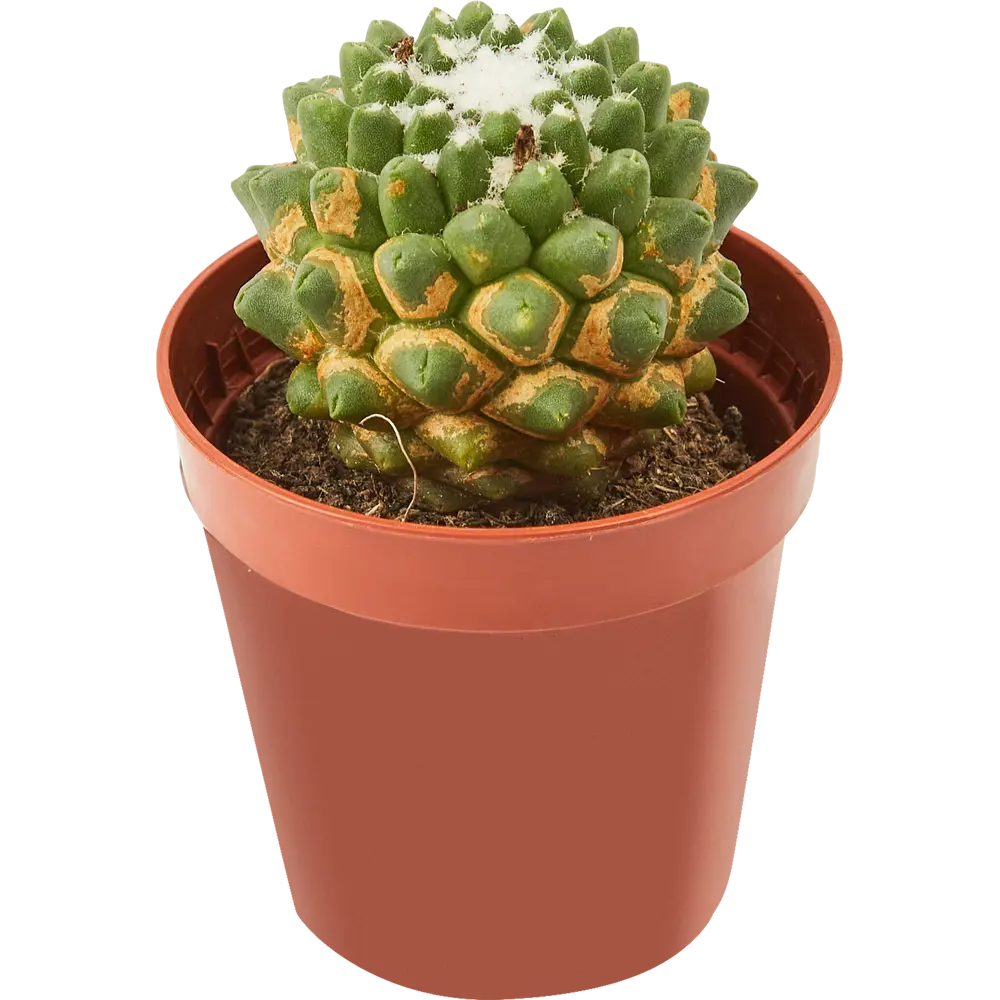 Santreyd Кактус микс - коллекция суккулентов для интерьера 85325012 STLM-0061562