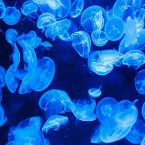 WP02315 Фотообои Verol Фотообои decoline 1х1 м