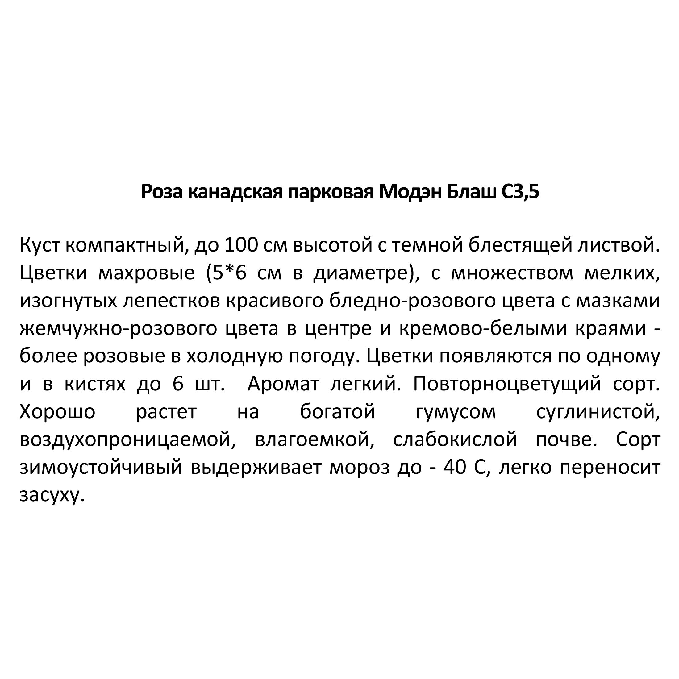 Santreyd Роза парковая Модэн Блаш - нежное цветение в вашем саду 18475207 STLM-0010942 - Вид №2