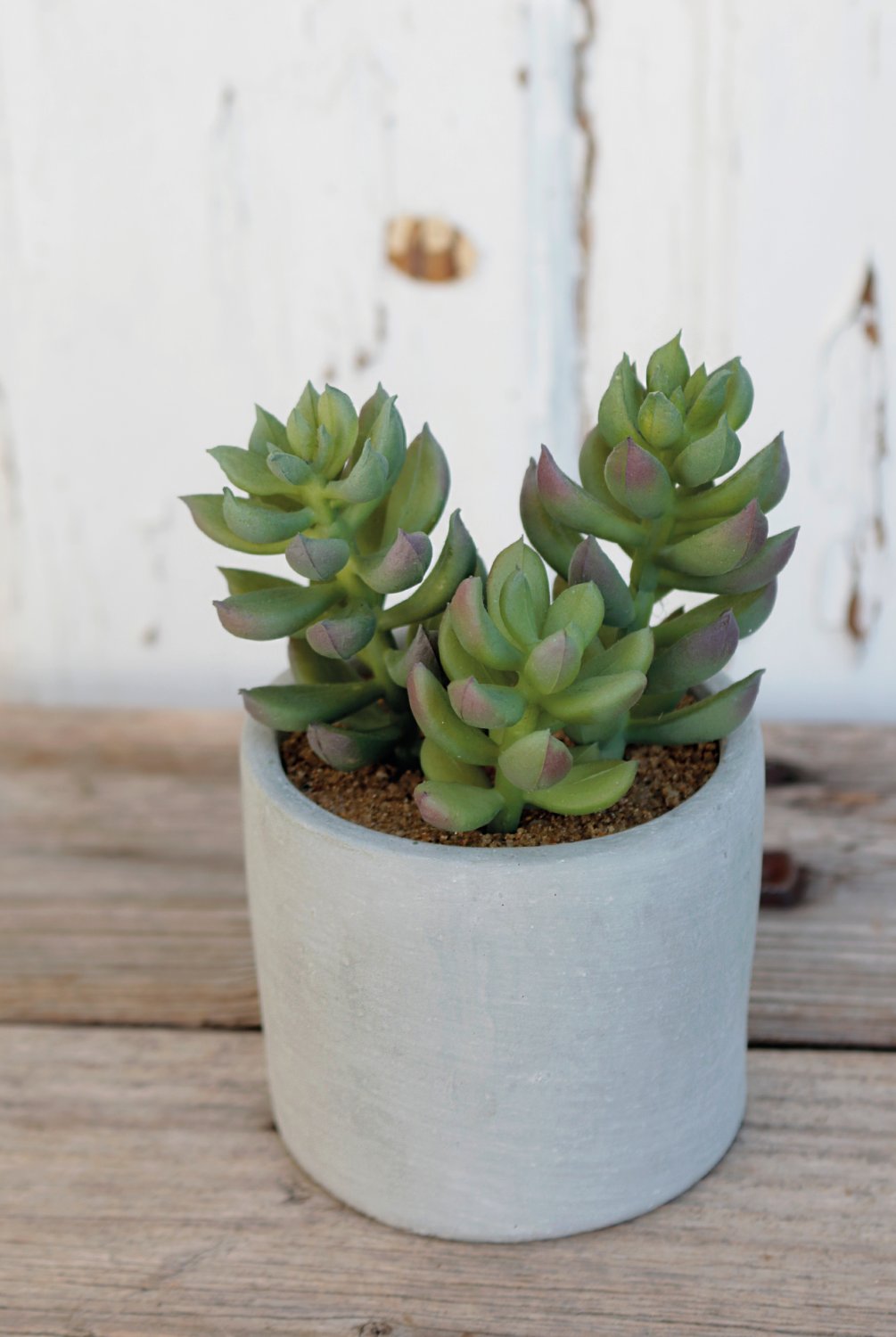 6068 883 a3 Пластиковые суккуленты-микс, в горшках, 3 шт., 10/14/17 см, зеленые H-andreas  - Вид №2