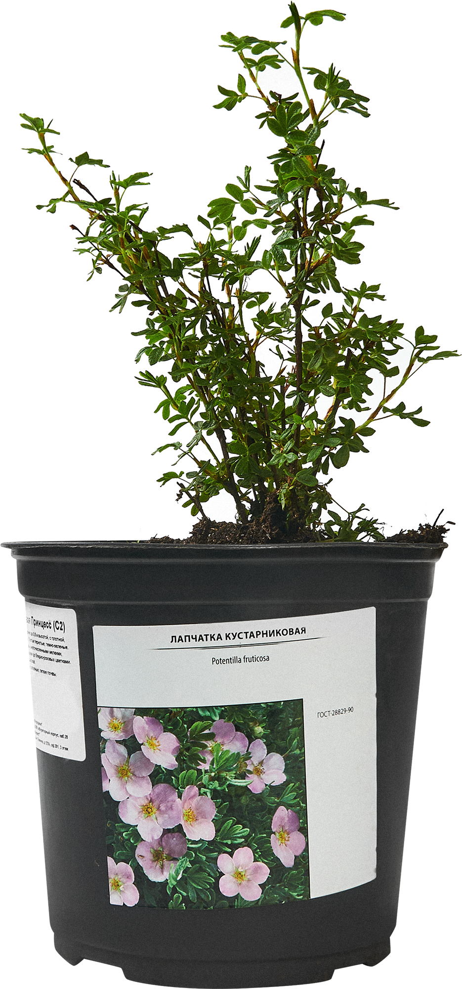 Лапчатка кустарниковая Santreyd - цветущий многолетник для сада 87811837