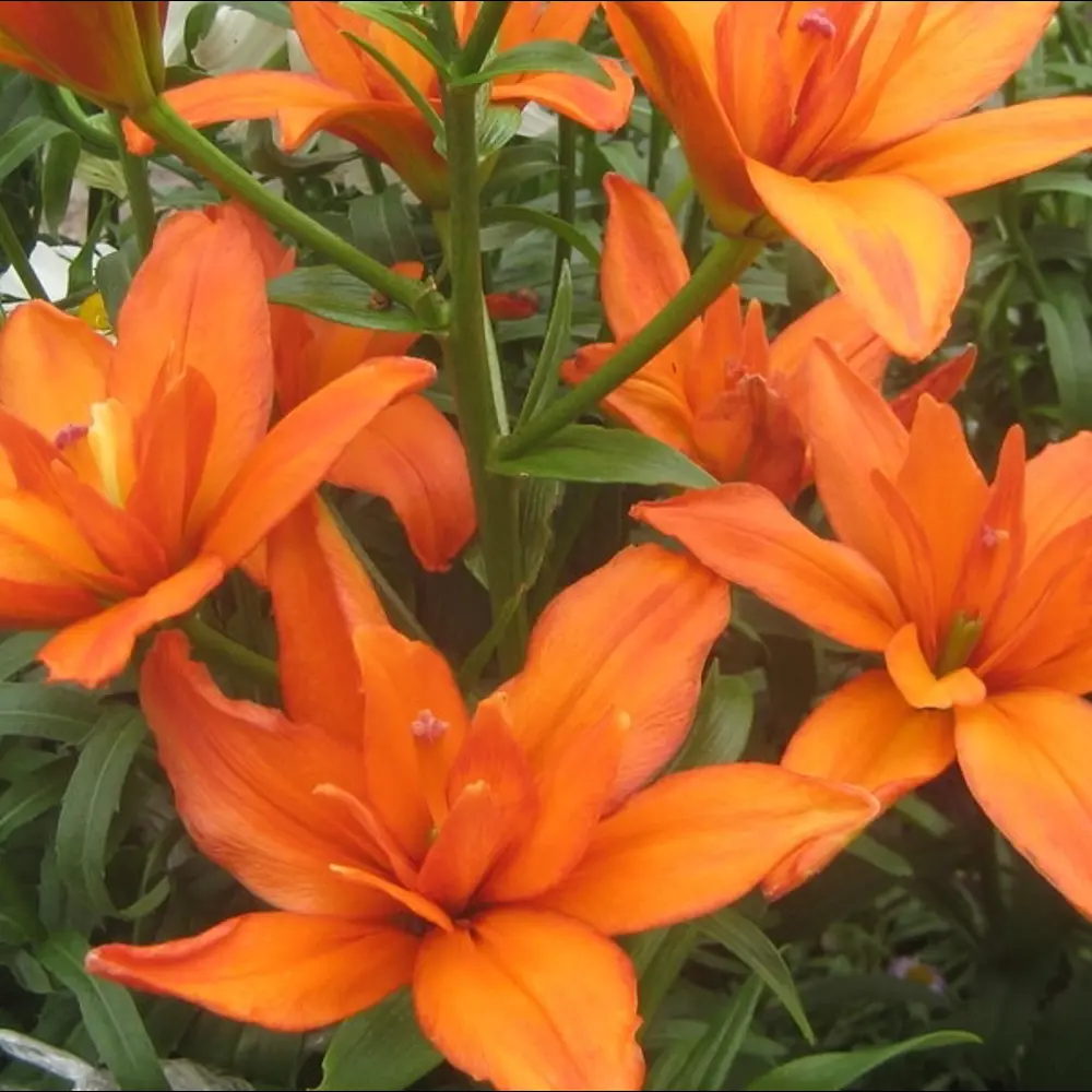 Лилия азиатская махровая Игл Ай луковица 14/16 2 шт 82120084 STLM-2072938 BLOOMING LIFE 