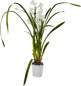 Орхидея Цимбидиум микс Santreyd - изящное цветущее растение для интерьера 86720728