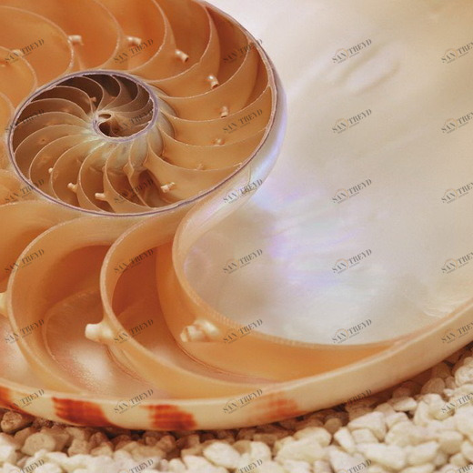 1-601-Nautilus-NG Фотообои Komar National Geographic 1.27х1.84 м 1601NAUTILUSNG