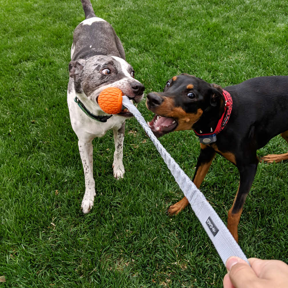 ПР0057139 Игрушка для собак N-Gage Мяч на веревке суперпрочный из резины 50см CHOMPER  - Вид №2