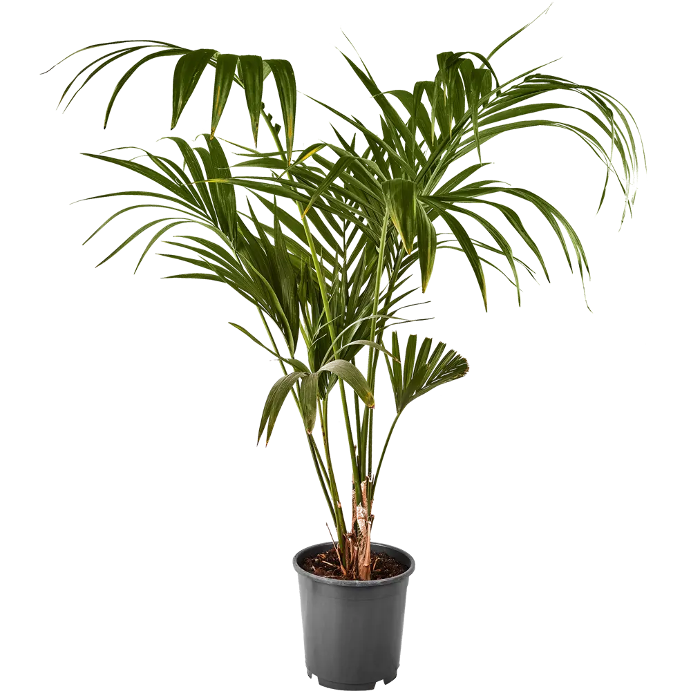 Ховея Форстера Santreyd — элегантная пальма для вашего интерьера 84586933 STLM-1364018 - Вид №1
