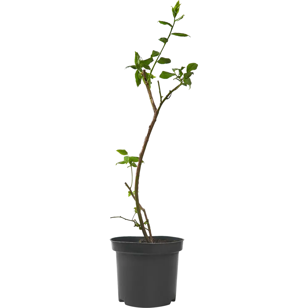 Голубика Эллиот ø15 h15 см 84834896 STLM-2102561 PLANTMARKET 
