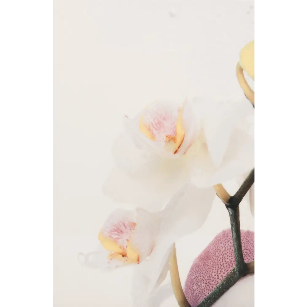 Панно «Orchid» 40х60 cм цвет лиловый/белый 18075617 STLM-2010811 ГАЗКЕРАМИК  - Вид №1