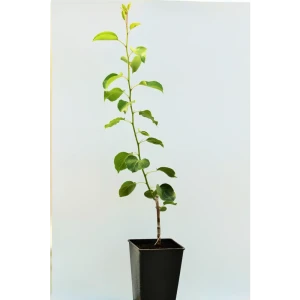 Груша «Ларинская» 1 год 12.5x30-50 см 82610424 STLM-2031579
