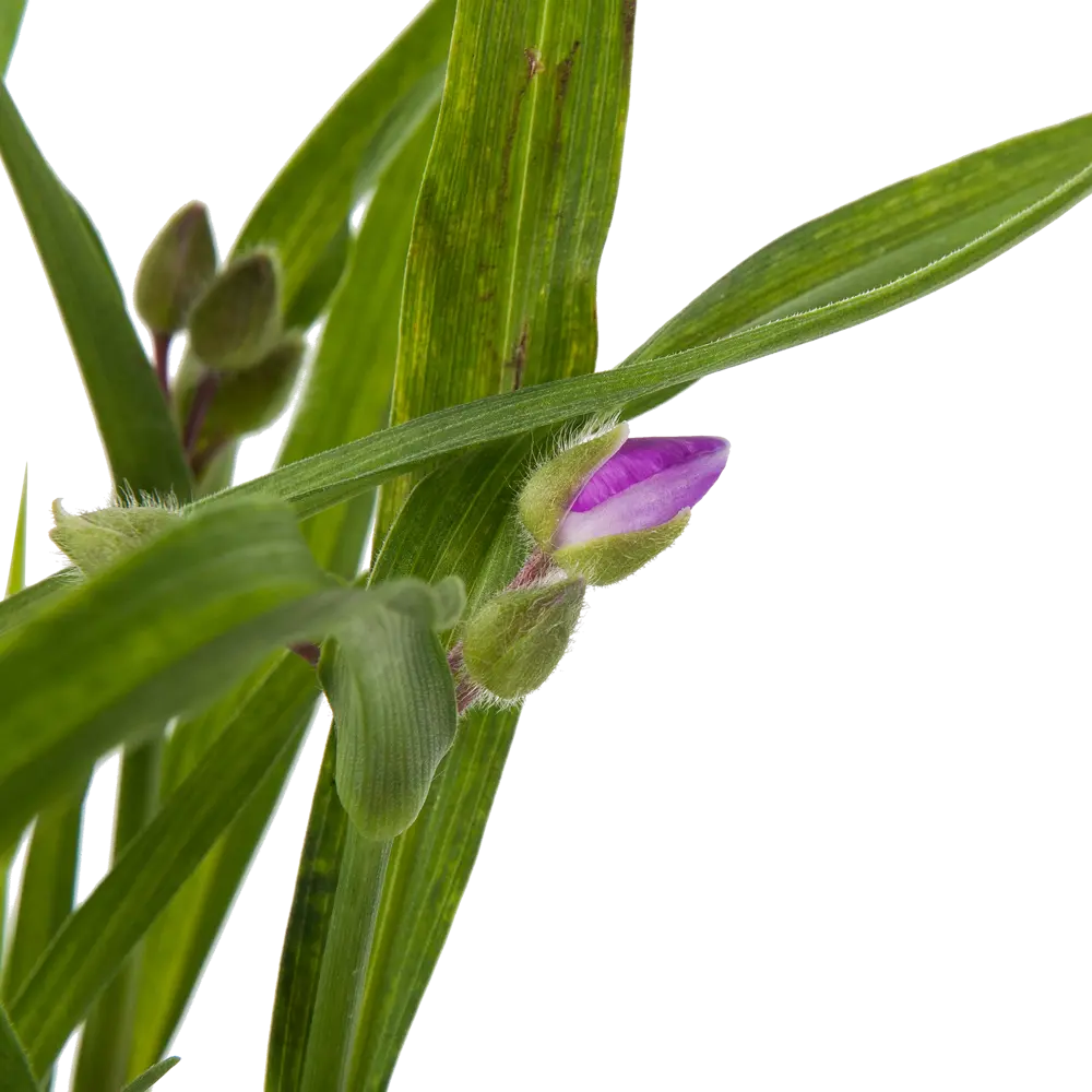 Традесканция «Конкорд Грейп» 14x40 см PLANTMARKET STLM-2114862 - Вид №1