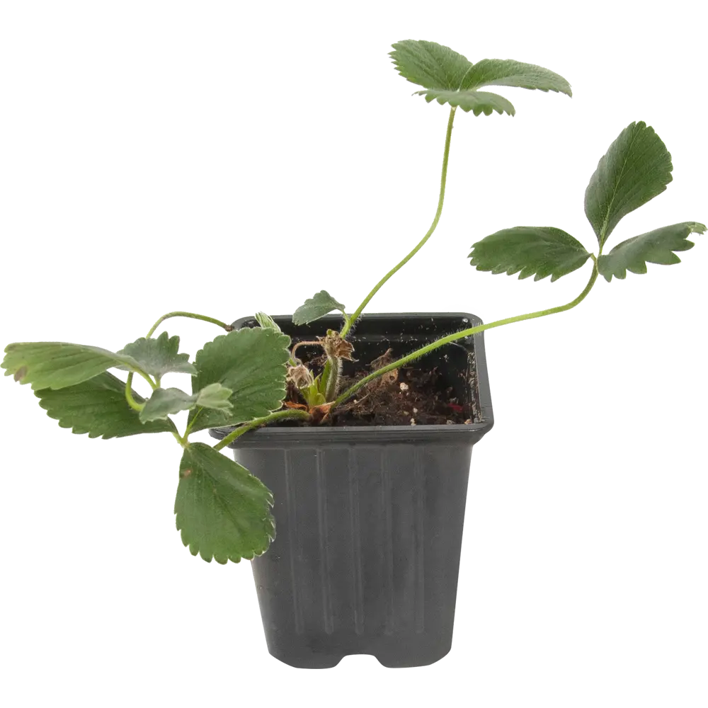 Земляника садовая «Сан Андреас» 9x15 см 82625411 STLM-2208457 PLANTMARKET 