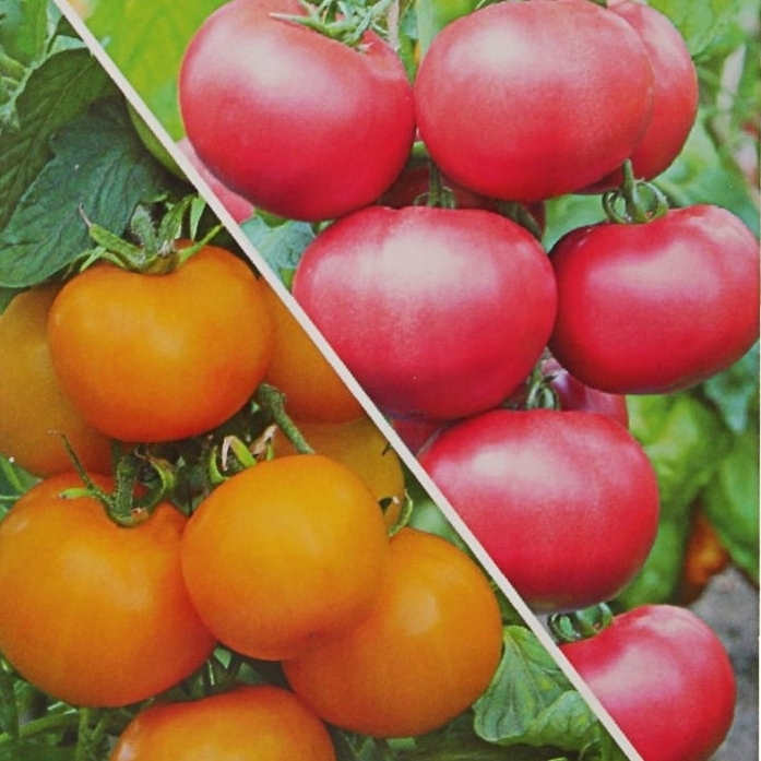 САДОК Томат «Сладкая парочка» - смесь желтых и розовых сортов 82110722 STLM-0019293