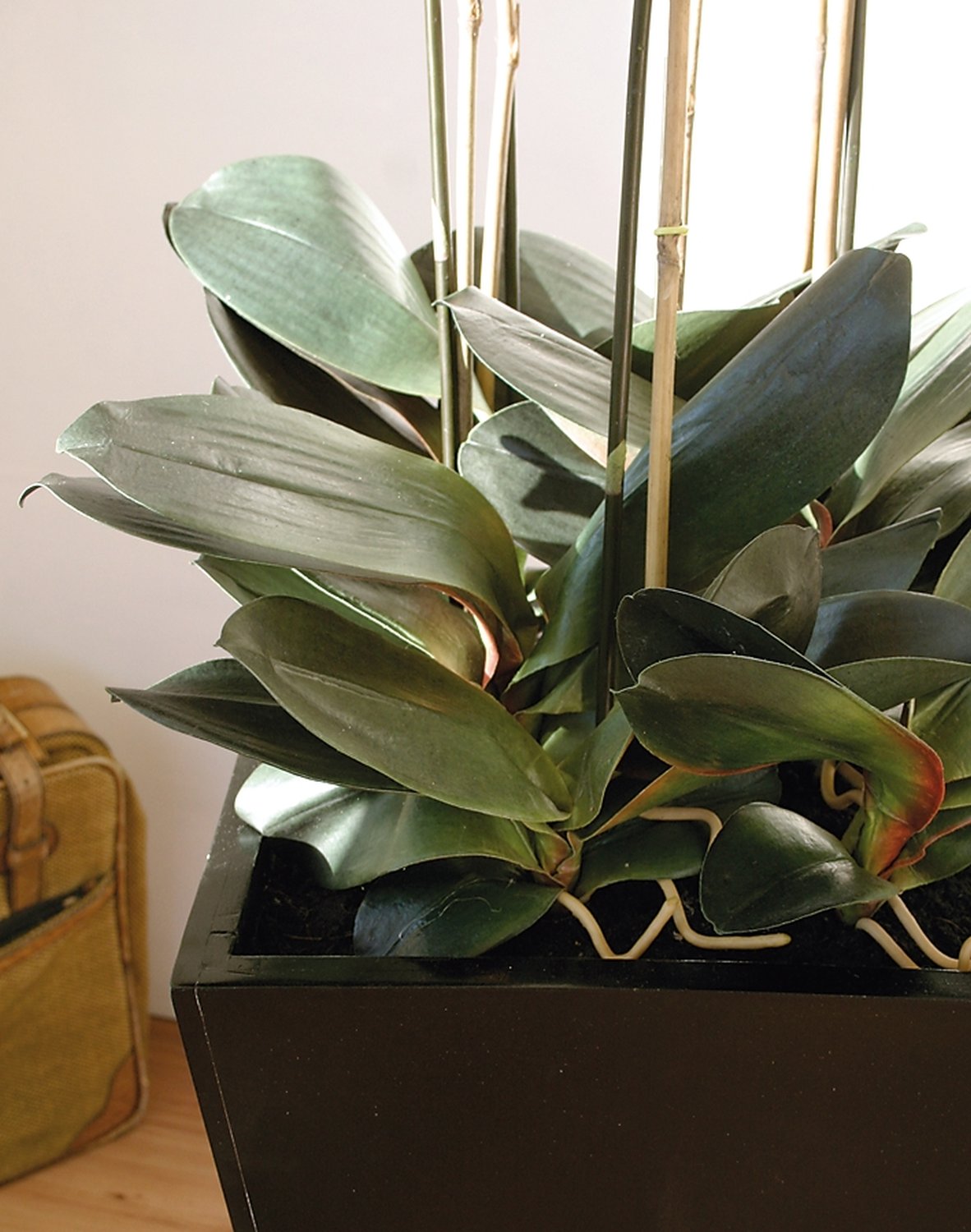 2840 778 a3 Пластиковая орхидея Phalaenopsis, 6-кратная, горшечная, 155 см, real touch, бежево-белая H-andreas  - Вид №6