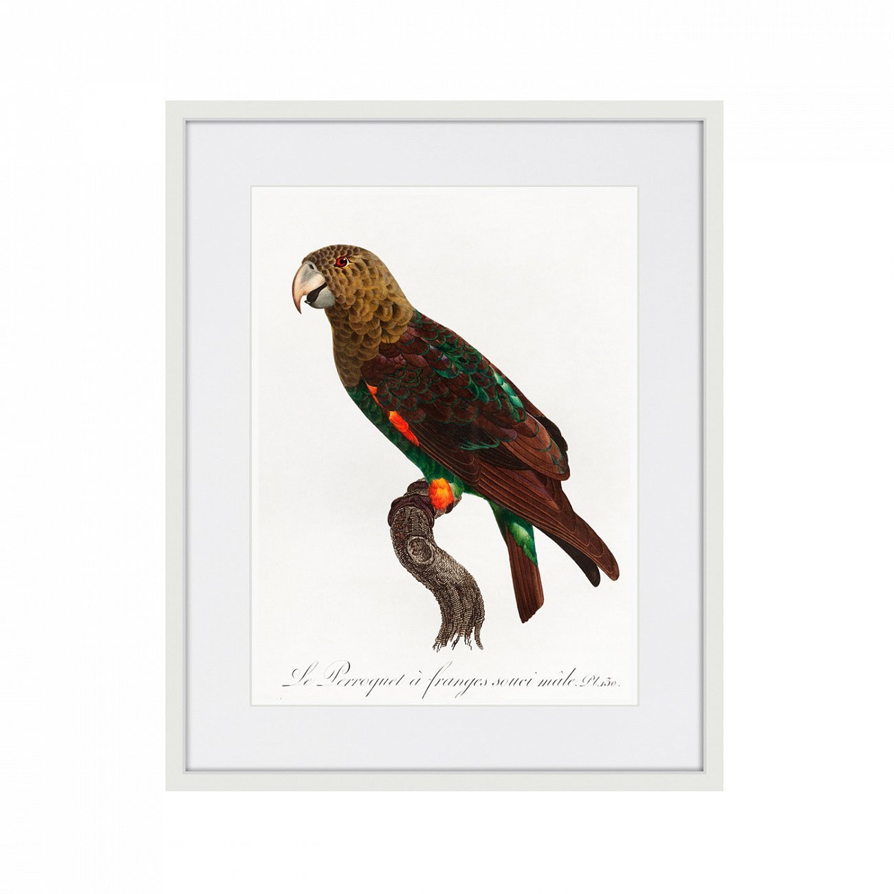 Литография на тонированной бумаге 42х52 см Beautiful parrots №3, 1872г. КАРТИНЫ В КВАРТИРУ  264293 Белый;черный;разноцветный  - Вид №1