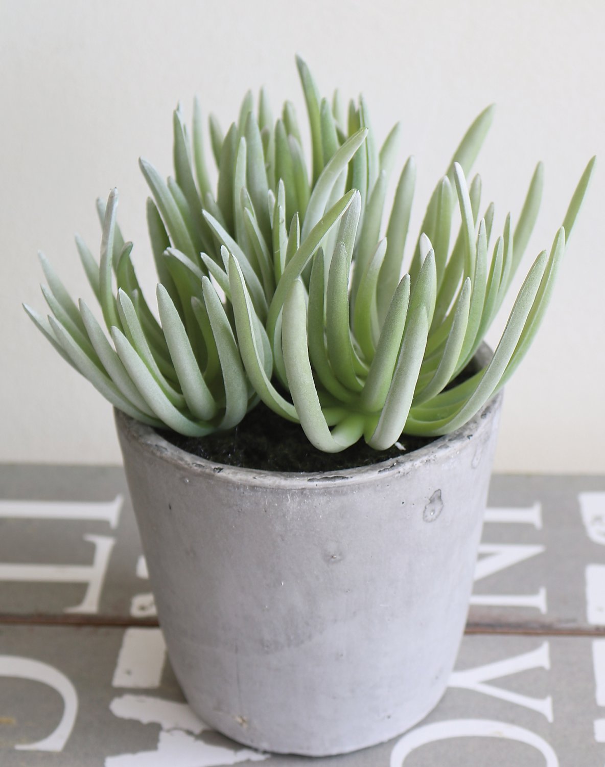 6049 883 a3 Искусственный суккулент, горшок, 19 см, зеленый H-andreas 