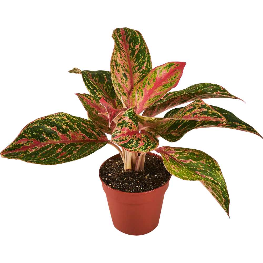 Santreyd Аглаонема Люкс микс — комнатное растение с малиновым кантом 87819686 STLM-0075886