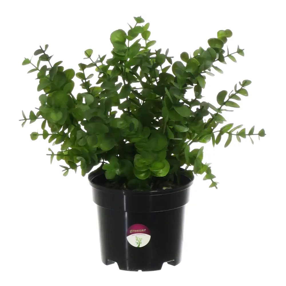 Искусственное растение Эвкалипт ø13 h30 см Santreyd STLM-2164286 - Вид №1