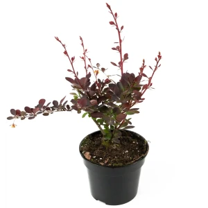 Барбарис Оттавский Superba от Santreyd - декоративный кустарник с целебными плодами 84841606