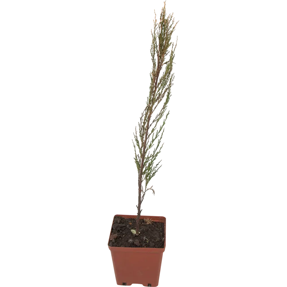 Можжевельник скальный «Скай Рокет» 15x30 см 82597168 STLM-2060477 Santreyd 
