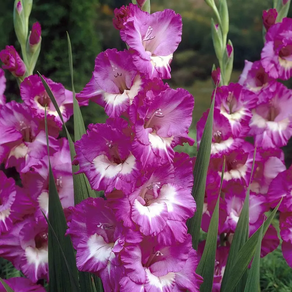 Гладиолус Geolia «Valencia», 10х12 см STLM-2093683