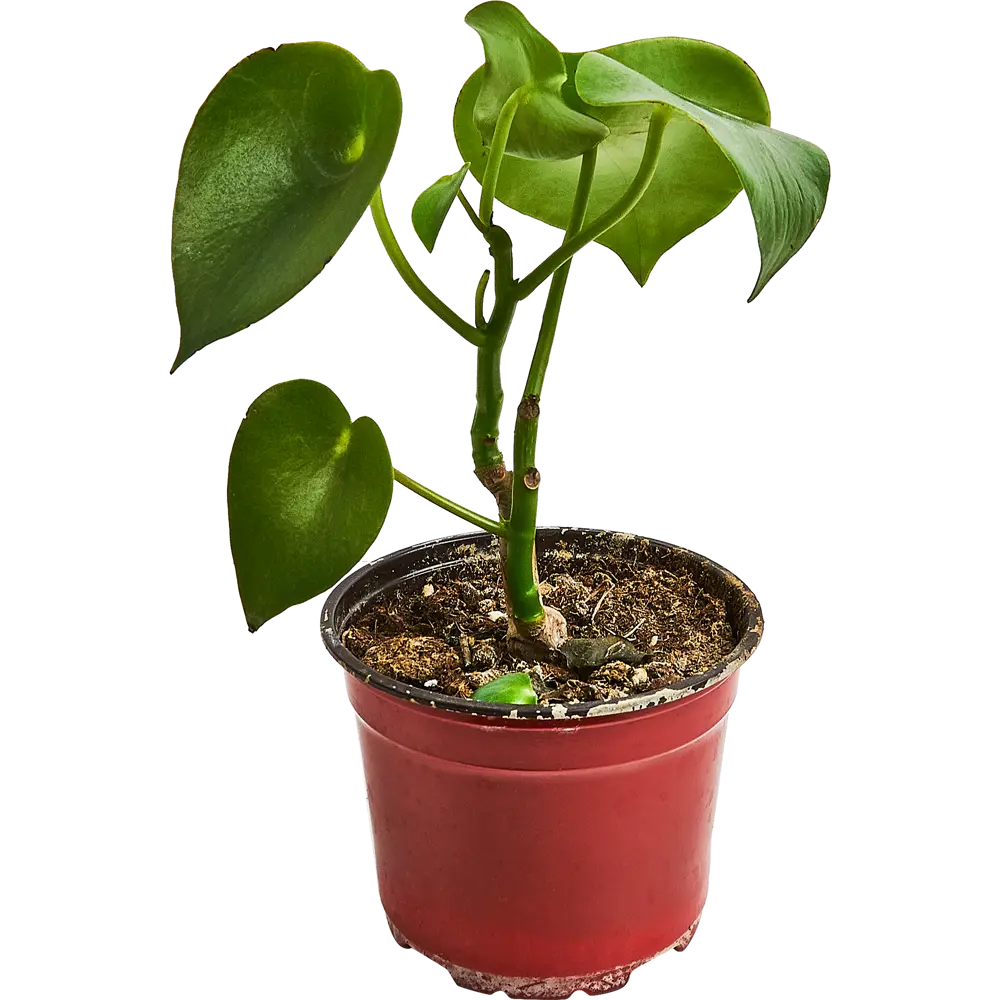 Santreyd Пеперомия Рейндроп - комнатное растение с глянцевыми листьями 89296604 STLM-1401766 - Вид №1