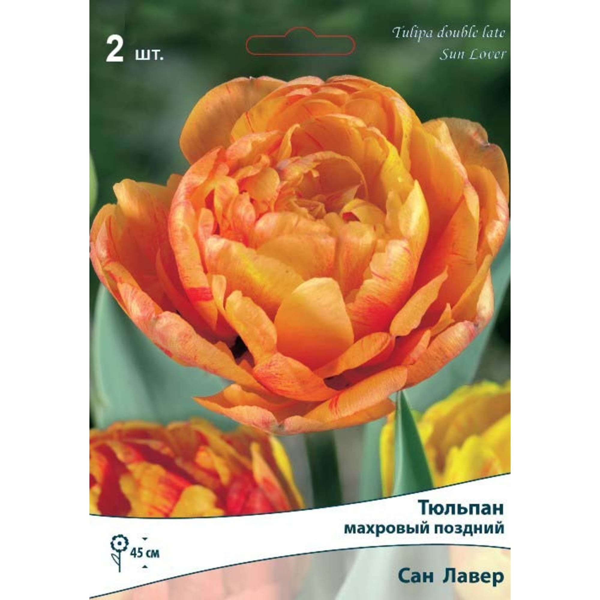 82663364 Тюльпан махровый поздний «Сан Лавер» размер луковицы 10/11, 2 шт Santreyd 