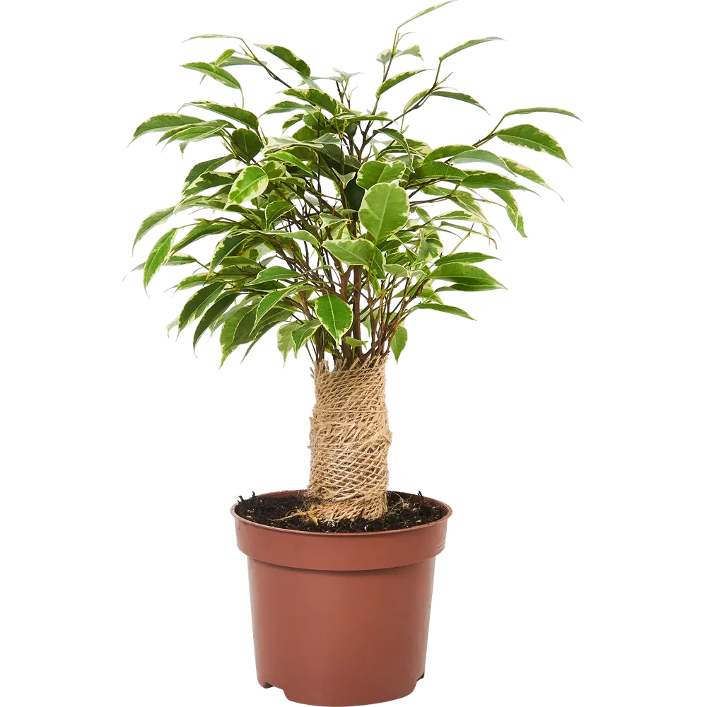 Фикус Бенджамина Кинки от Santreyd — изящное комнатное дерево с ажурной листвой 85324843 STLM-0061456