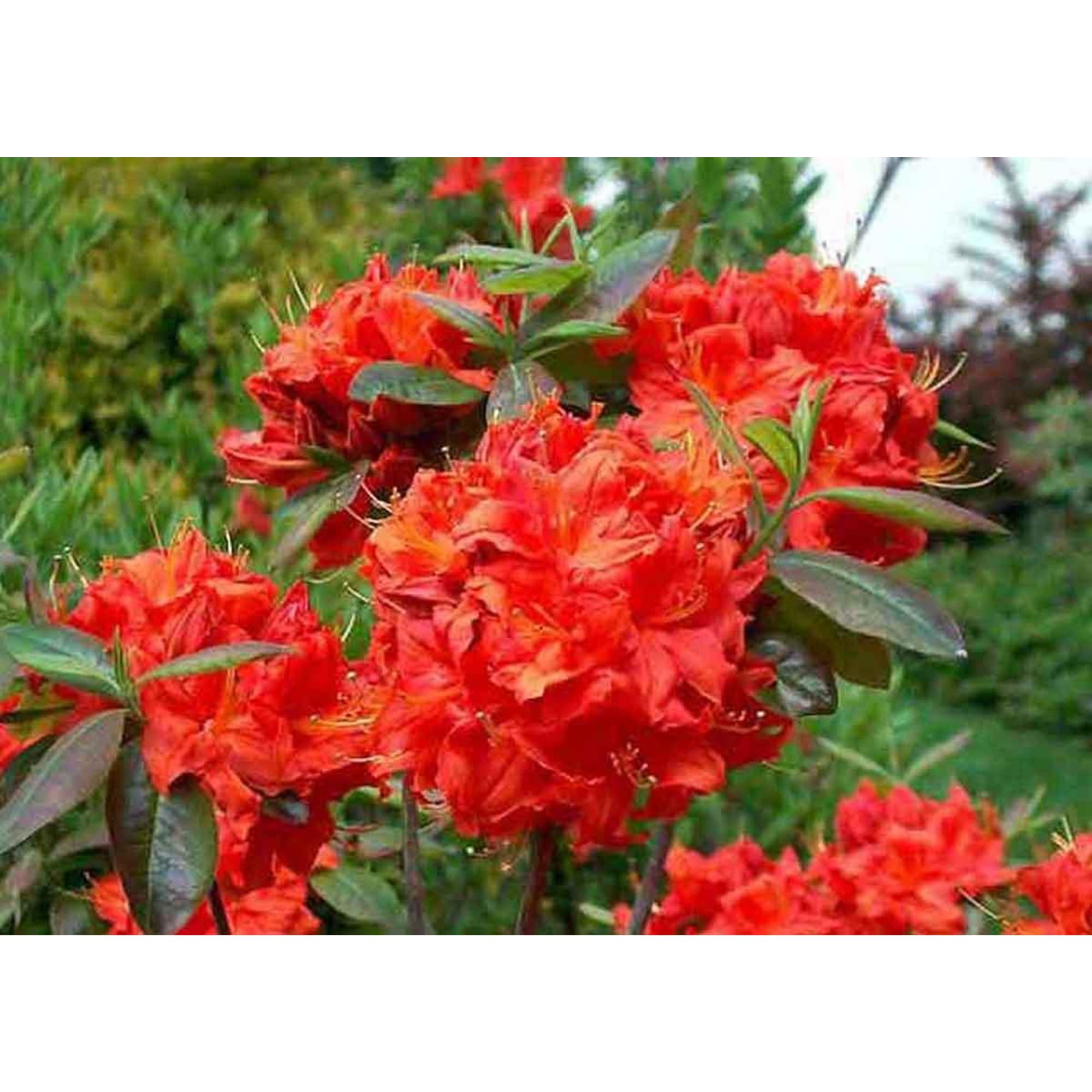 82176113 Азалия нэп-хилл «Фаербол» P9 Santreyd 