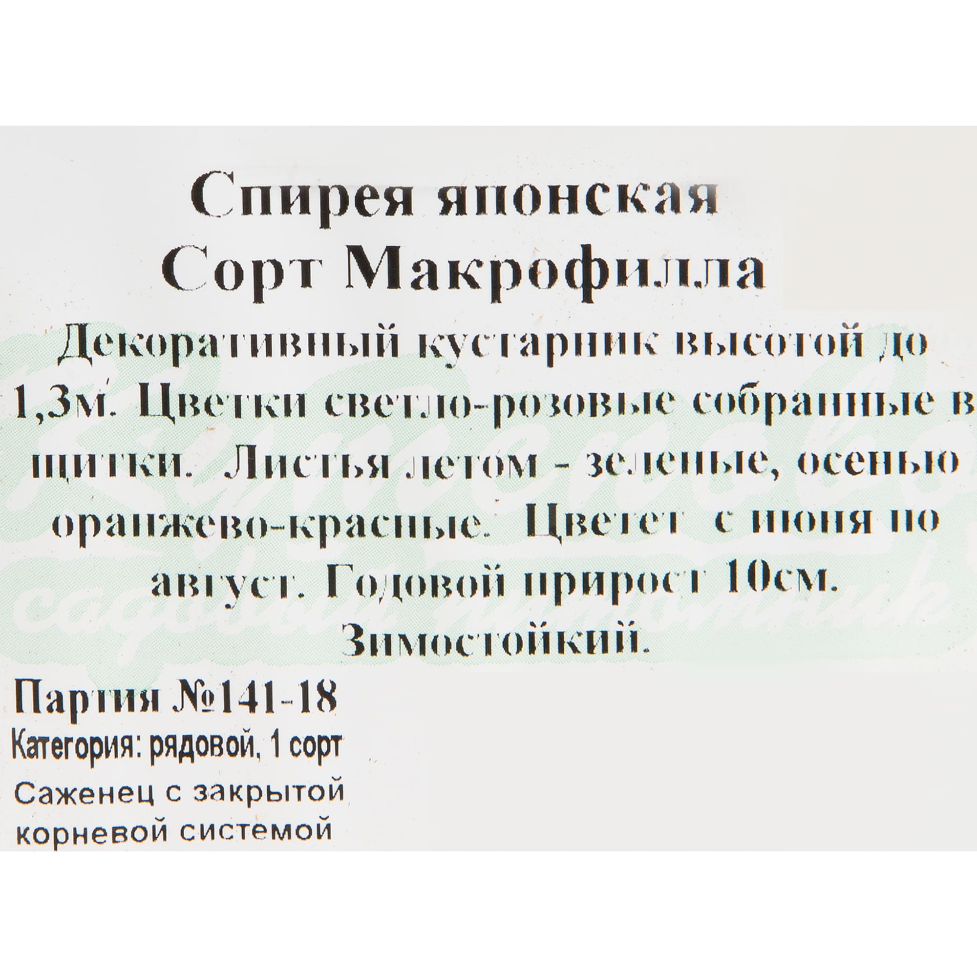 82594830 Спирея Макрофилла 15x30 см Santreyd  - Вид №1