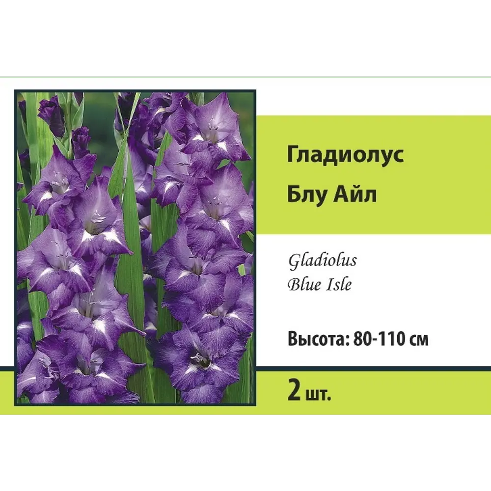 Гладиолус крупноцветковый Блу Берд 2 шт ПОИСК STLM-2117946 - Вид №4