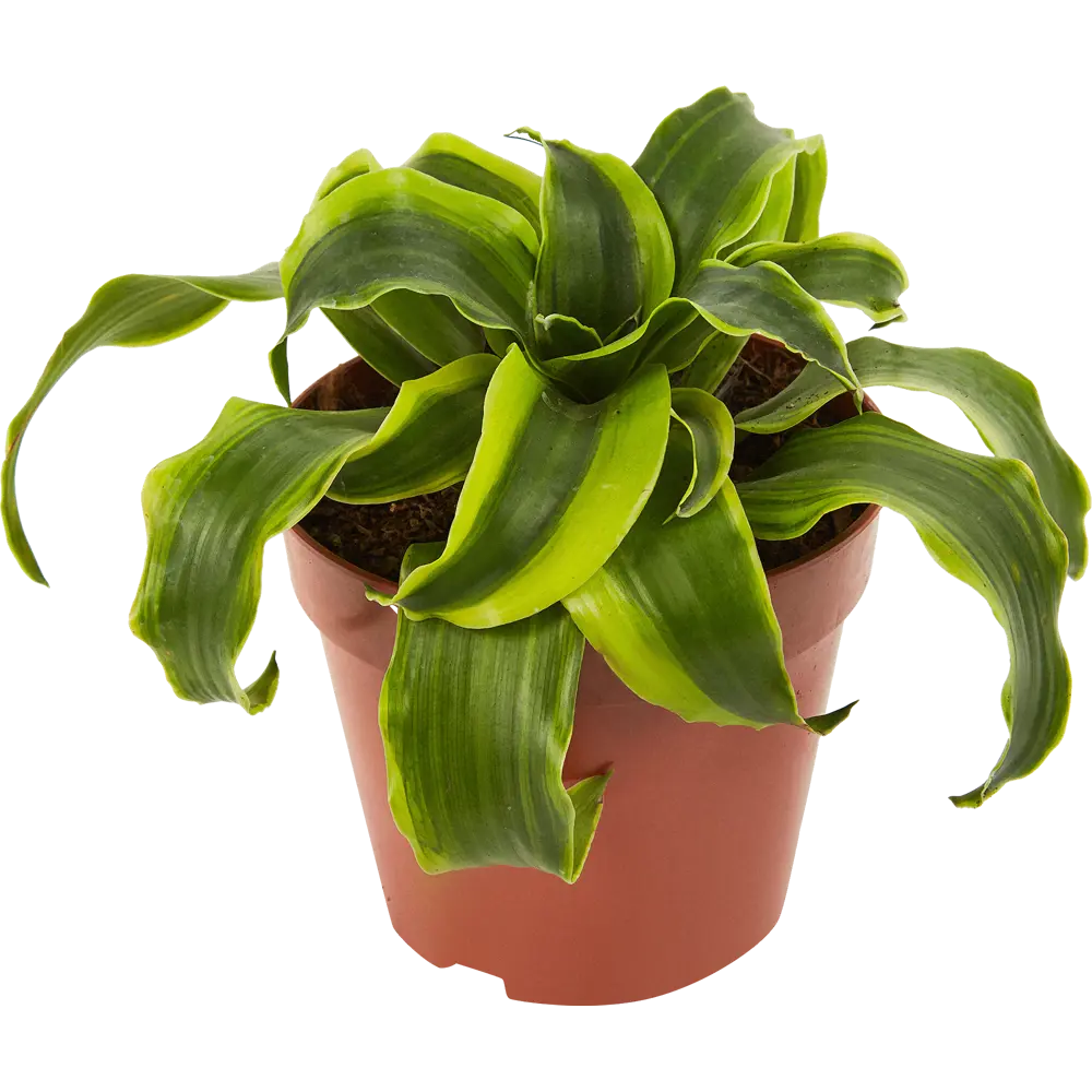 Santreyd Драцена фрагранс микс — элегантный комнатный росток 84586892 STLM-0052391