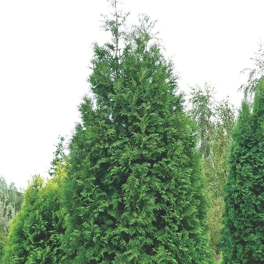 Туя западная Брабант 80-100x40 см С15 13579701 STLM-2132330 ГАВРИШ 