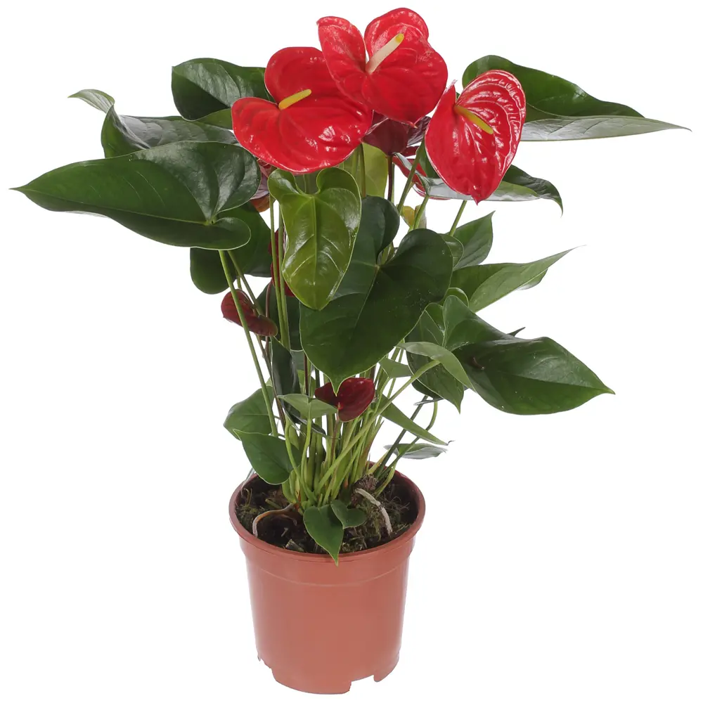 Santreyd Антуриум микс - вечное цветение в вашем интерьере 81959333 STLM-0015373