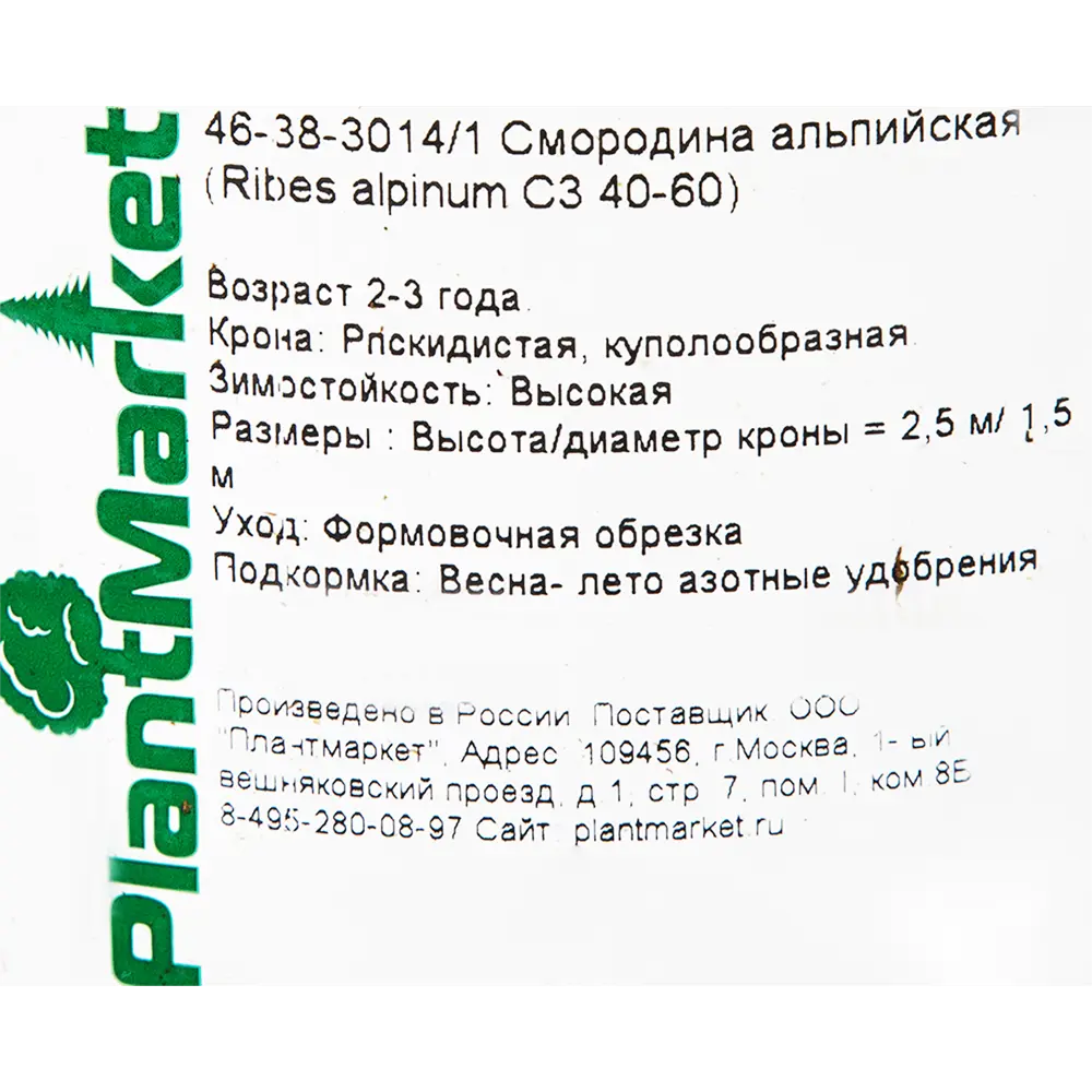 Смородина альпийская C3 40-60 см 82356766 STLM-2043937 PLANTMARKET  - Вид №1