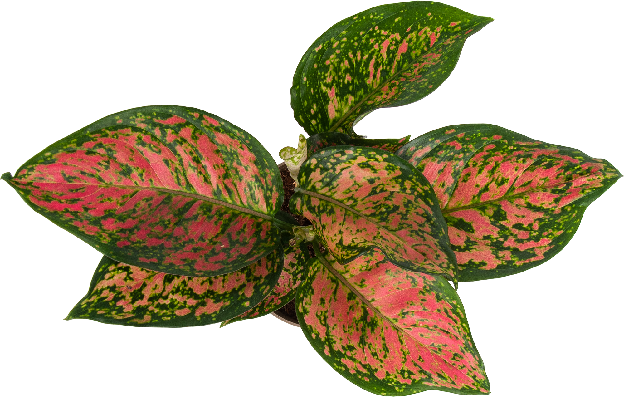 Аглаонема Споттед стар Santreyd — декоративное комнатное растение с резными листьями 82741699 STLM-0035267 - Вид №1