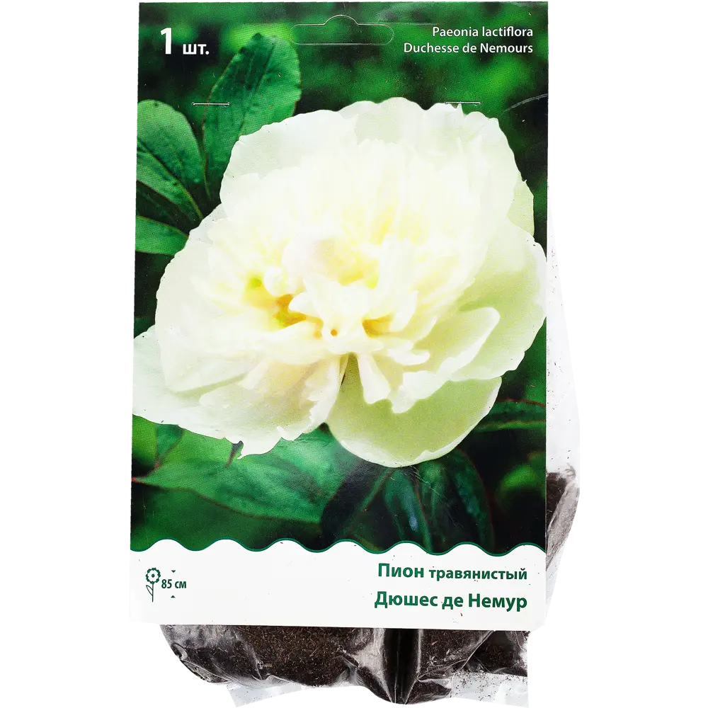 Пион травянистый «Дюшес де Немур» 81945475 STLM-2063780 Santreyd 