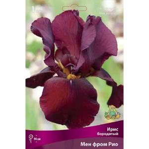 Ирис бородатый Мен фром Рио - корневище разноцветного многолетника 89433474