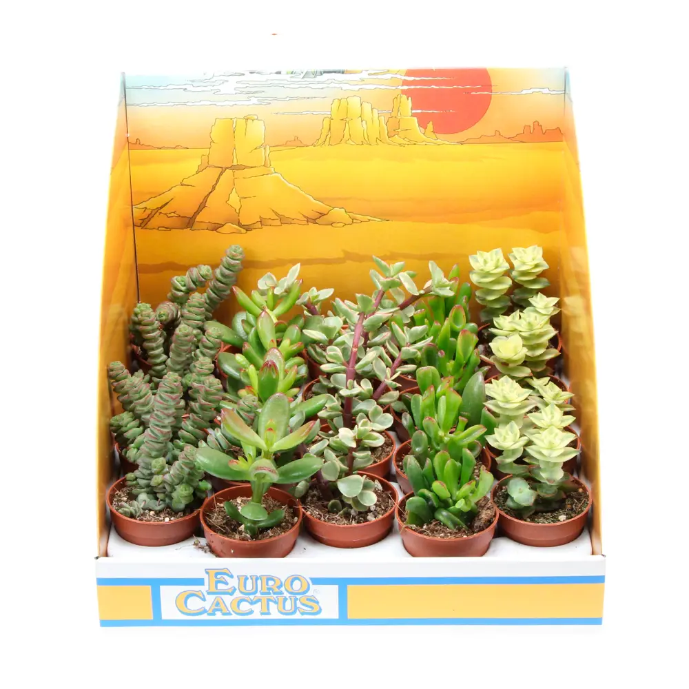 Крассула микс - комнатное декоративно-лиственное растение в горшке ø5.5 см 89434936 Santreyd STLM-1584689