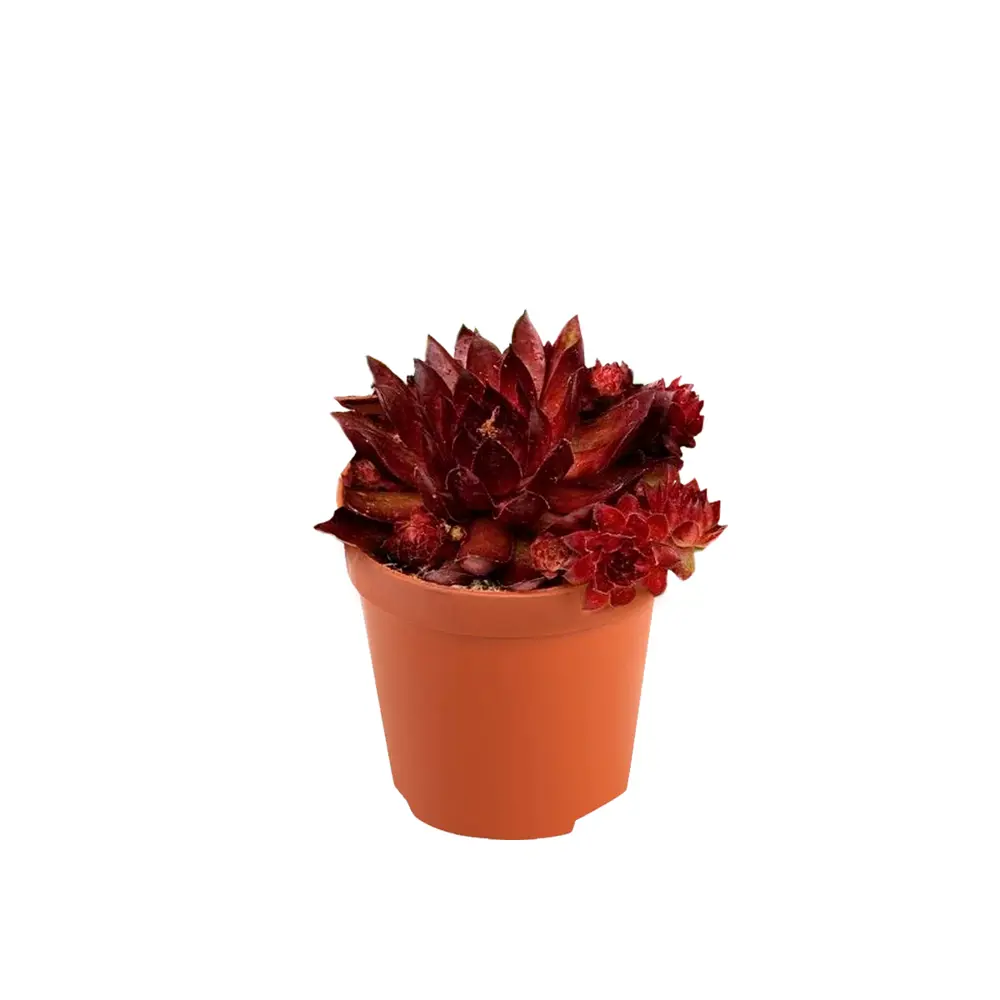 Семпервивум микс - комнатное декоративно-лиственное растение в горшке ø9 см 89434906 Santreyd STLM-1581438