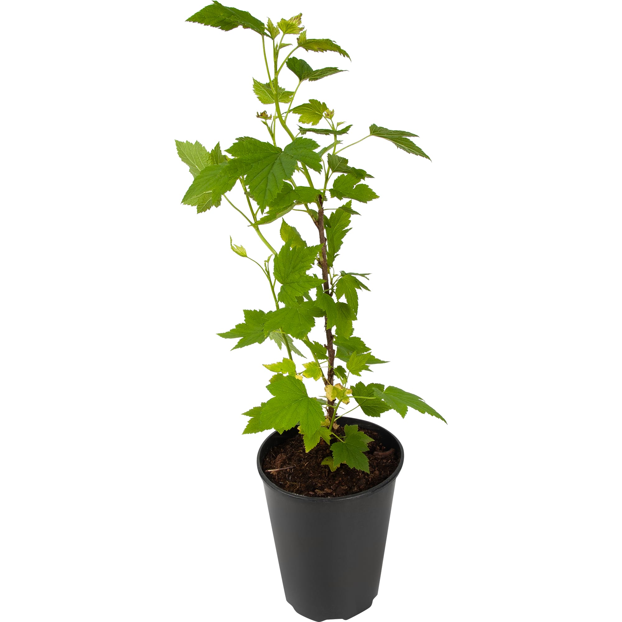 82597120 Смородина чёрная «Катюша» C2 высота 40 см Santreyd  - Вид №1