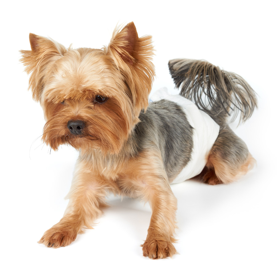 ПР0046993 Пояса Male Pet Diaper одноразовые впитывающие для кобелей размер XS, 14шт Dono  - Вид №3