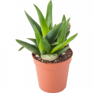 82850438 Алоэ Хавортия микс 5.5х10 см