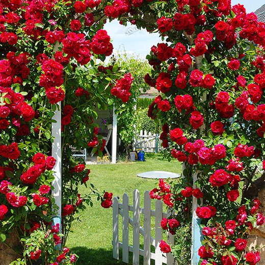 D1-074 Фотообои DIVINO Collection D 2.7х2 м D1074