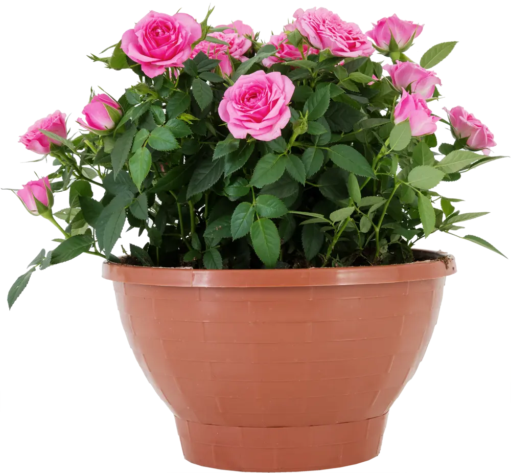 Santreyd Роза Кордана миниатюрная в декоративном кашпо 82895032