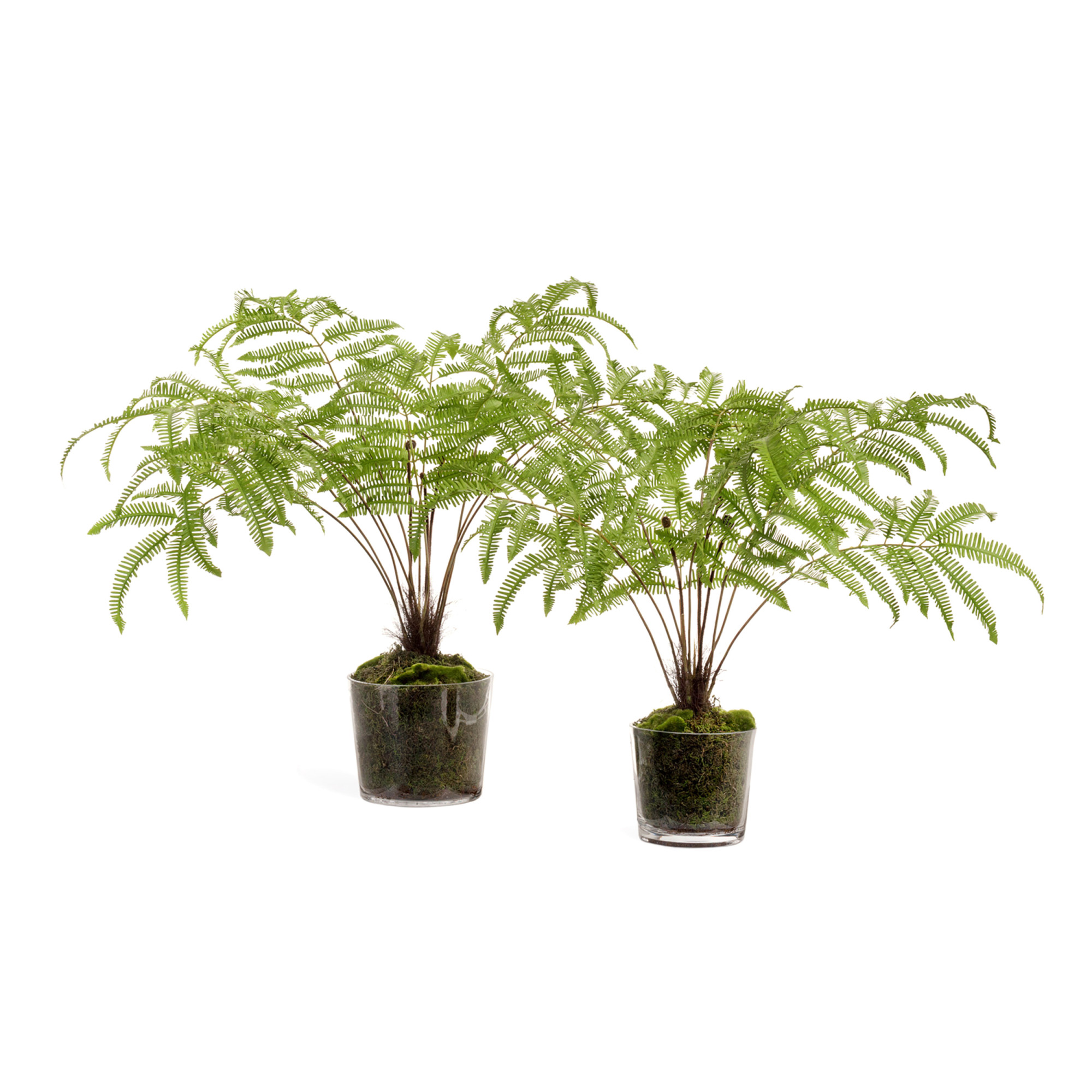 2000983195739 Железный папоротник Элегант малый CARPET DECOR 